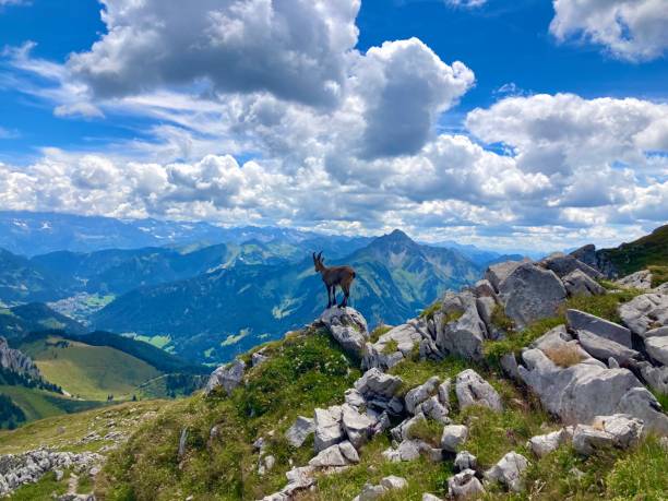 paesaggio montano con camosci che godono del panorama delle alpi francesi - wild goat foto e immagini stock