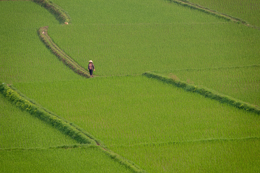 One person standing on a small dyke between rice fields