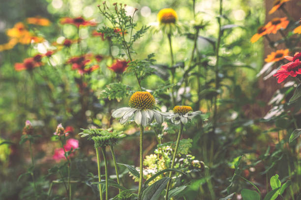 white Zinnia flower in full bloom in the garden