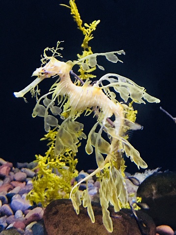 Leafy Sea Dragon