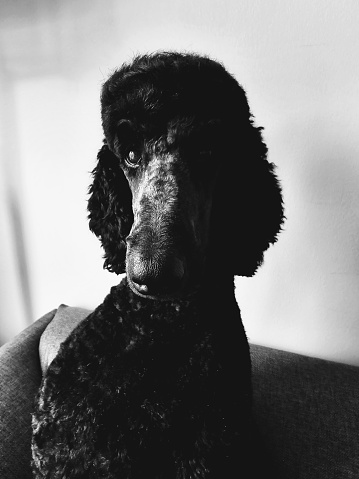 Standard poodle portrait