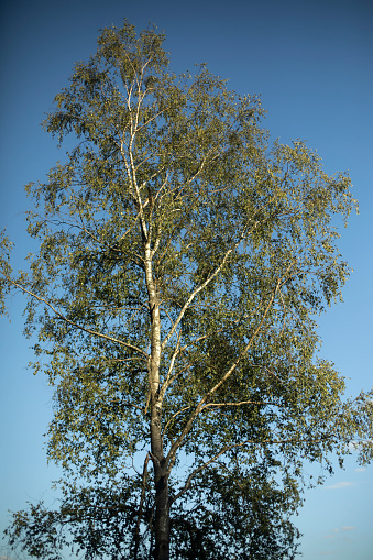Birch against the sky. Birch with green leaves. Tree in summer. Tall tree.