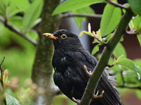 Blackbird in the berry tree
