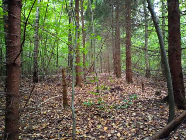 istock Landscape. Christmas trees planted in straight rows create a forest alley. Forest at the beginning of autumn. Many tall straight trees. Landscape of mixed deciduous and coniferous forest. 1695693879