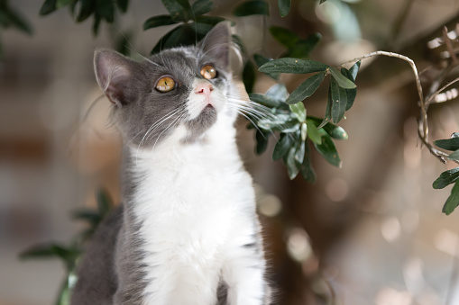 Grey-white stray kitten is standing under the tree.
