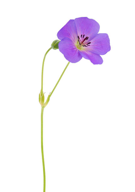 istock Meadow crane’s-bill isolated on white background, Geranium pratense 1695704195