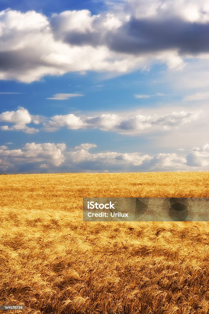 Late harvest... Before harvest - landscape photo from the countryside Agricultural Field Stock Photo