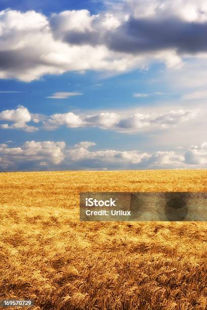 Late Harvest Stock Photo - Download Image Now - Agricultural Field, Agriculture, Cereal Plant