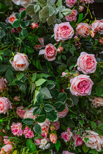 Rose pink flowers climbing bush in garden