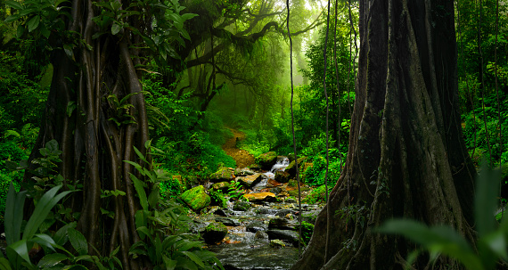 Tropical forest landscape with lots of vegetation