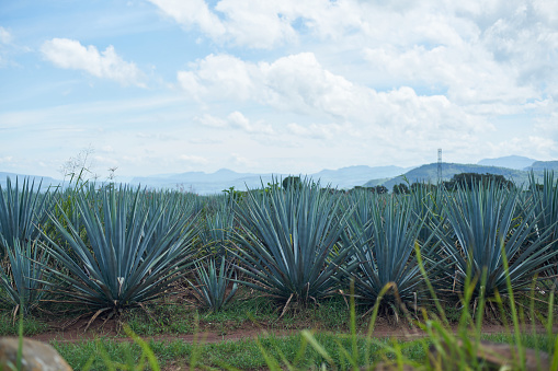 This is a photo depicting the agave plants surrounding the town of Tequila. Tequila is a renowned region in Mexico known for its production of agave-based tequila. The landscape around the town is characterized by mature agave plants, which are a key ingredient in the production of Tequila. This photo captures the unique scenery of the area and the culture and traditions associated with the making of Tequila.