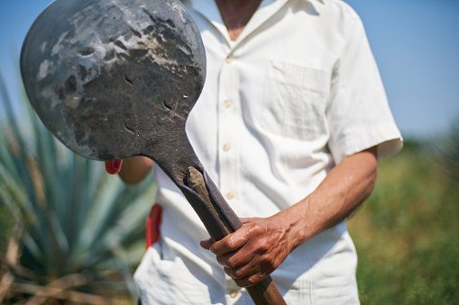 Jimador holding shovel, getting ready to cut Agave plants wearing a white traditional Mexican shirt during the day with Agave plants in the background.