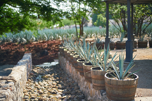 Tequila plants in pots near agave plant field