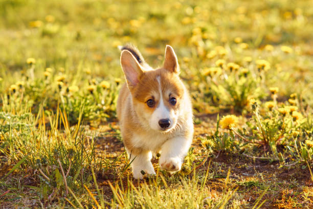istock Reddish white Corgi puppy sneak up on something on grass with yellow flowers. Pet run, explore place on sunny weather. 1695740410