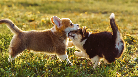 Couple of playful Pembroke Welsh Corgis having fun on green lawn together. Sable and white puppy trying to bite red and white colored kid. Game of loveable and fluffy doggies.