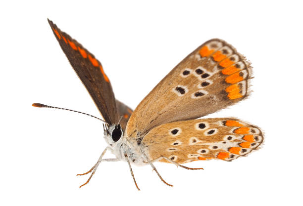 Southern brown argus isolated on white background, Aricia cramera