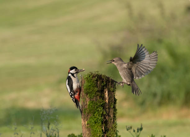 istock Starling and woodpecker dispute 1695756808