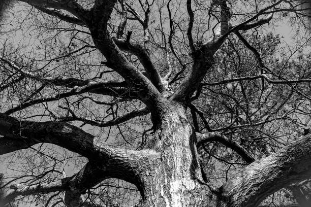 istock Looking up into tall hardwood monochrome tree without leaves during winter with branches stretching beyond the frame 1695762150