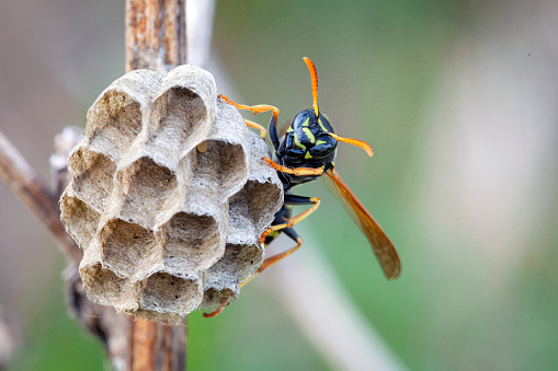 A wasp is any insect of the narrow-waisted suborder Apocrita of the order Hymenoptera which is neither a bee nor an ant; this excludes the broad-waisted sawflies (Symphyta),