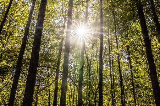Bright sunshine or sunburst through forest of trees from below