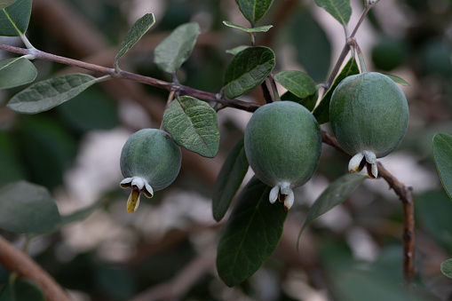 Ripe feijoa fruits on a tree in garden lat. Acca sellowiana . Fresh feijoa, almost ready to harvest.