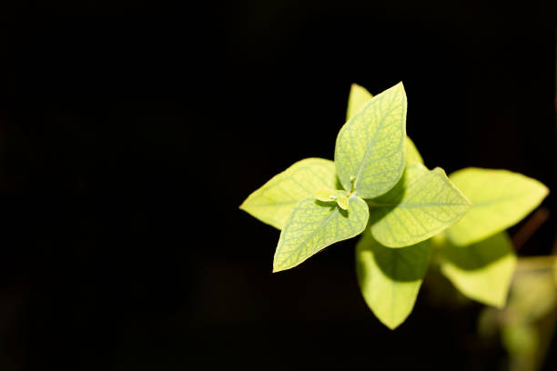 Young eucalyptus leaves on a tree branch in the garden close-up, selective focus