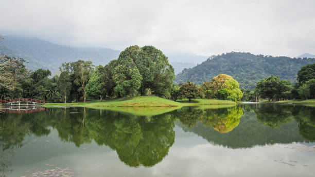 istock Taiping Lake Gardens in Malaysia 1695790662