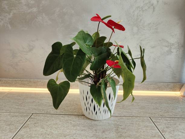anthurium andraeanum plant in the pot