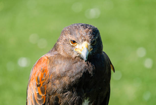 harris hawk in captivity showing head, eyes and beak. - harris hawk hawk bird of prey bird imagens e fotografias de stock