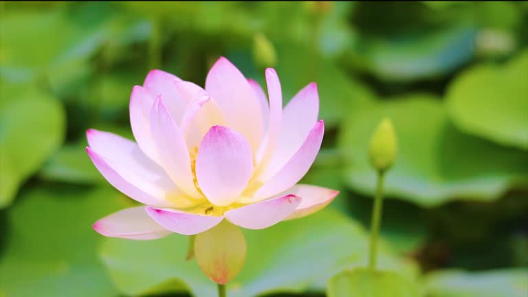 White Lotus Blossom