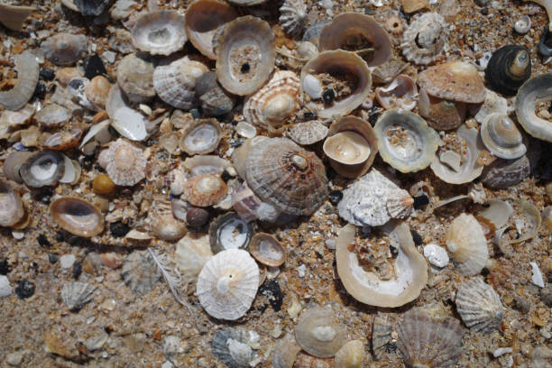 istock Seashells on a beach on the Northumbria coast, UK 1695821295