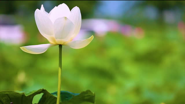 White Lotus Blossom 3