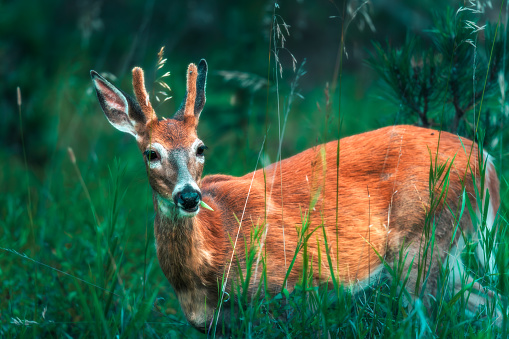 Young roe deer standing in the summer forest