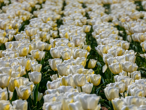 tulips in a field