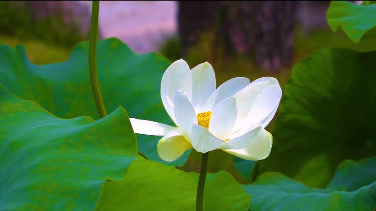 White Lotus Blossom 2