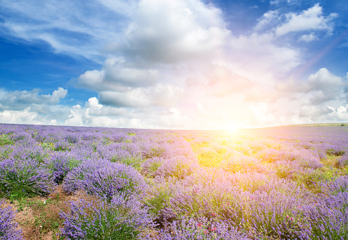 Field with blooming lavender and Bright sunrise.