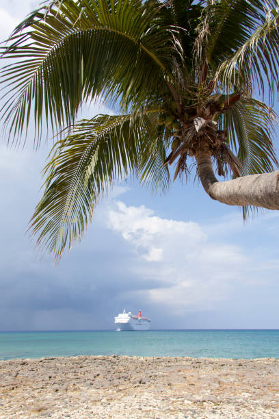 istock Grand Cayman Palm Tree And A Cruise Ship 1695853666
