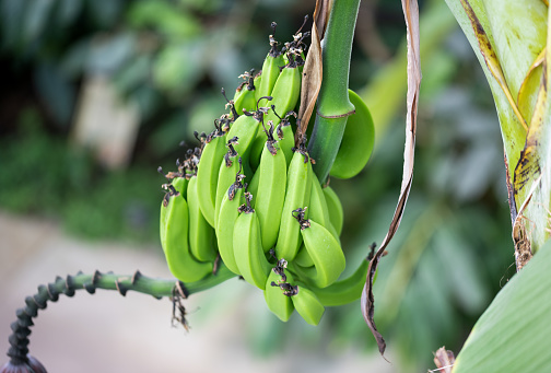 Close up of a banana tree