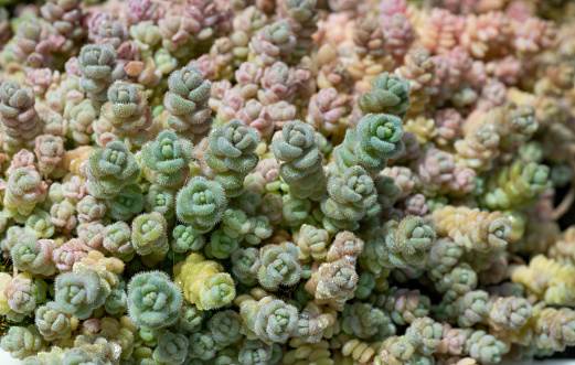 Close up of mini succulents background