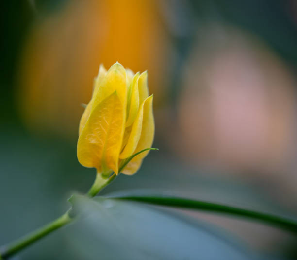Close up of yellow flower
