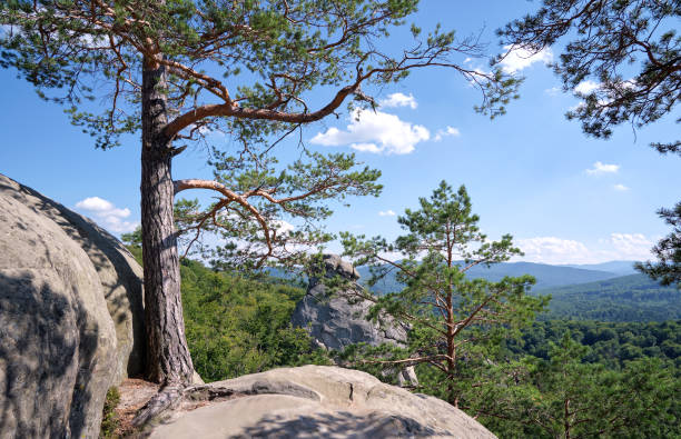 istock Big old pine tree growing on rocky mountain top under blue sky on summer mountain view background 1695883265