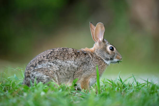 istock Grey small hare eating grass on summer field. Wild rabbit in nature 1695883284
