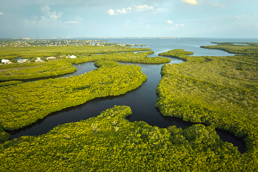 Aerial view of Florida wetlands with green vegetation between ocean water inlets. Natural habitat of many tropical species.
