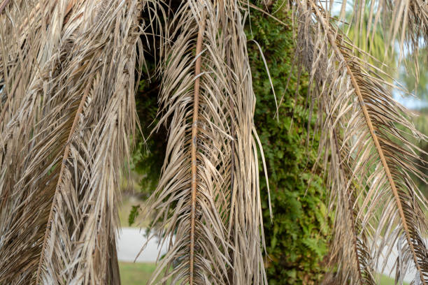 istock Dry dead palm tree on Florida home backyard 1695883451