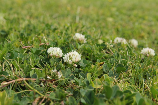 white clovers with green leaves and a green background