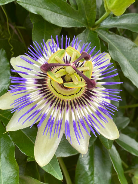 istock passion flower in the garden 1695897778