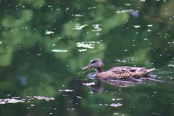 istock Mallard duck in its natural habitat 1695900998