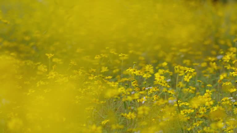 Desert Marigold