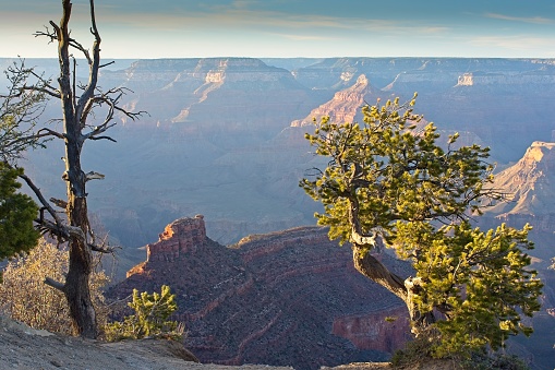 Old, weathered juniper tree in front of the Grand Canyon, Arizona, at sunset. Smoke fills the Canyon.