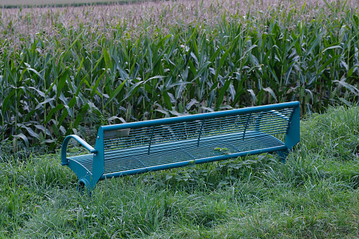 Metal Bench towards corn field - looking at the corn growing